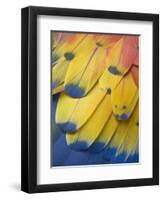 Scarlet Macaw Feather Detail, Chichicastenango, Western Highlands, Guatemala-Rob Tilley-Framed Premium Photographic Print