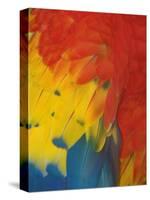 Scarlet Macaw Feathers-Bob Krist-Stretched Canvas