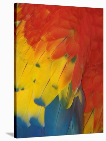 Scarlet Macaw Feathers-Bob Krist-Stretched Canvas