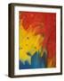 Scarlet Macaw Feathers-Bob Krist-Framed Photographic Print