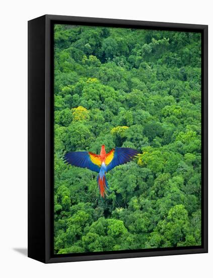Scarlet Macaw Flying over Rainforest-Jim Zuckerman-Framed Stretched Canvas