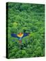 Scarlet Macaw Flying over Rainforest-Jim Zuckerman-Stretched Canvas