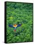 Scarlet Macaw Flying over Rainforest-Jim Zuckerman-Framed Stretched Canvas