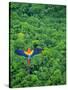 Scarlet Macaw Flying over Rainforest-Jim Zuckerman-Stretched Canvas