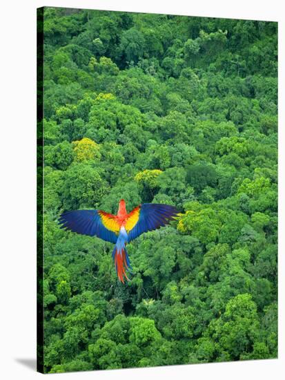 Scarlet Macaw Flying over Rainforest-Jim Zuckerman-Stretched Canvas