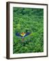 Scarlet Macaw Flying over Rainforest-Jim Zuckerman-Framed Premium Photographic Print