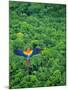 Scarlet Macaw Flying over Rainforest-Jim Zuckerman-Mounted Premium Photographic Print