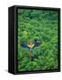 Scarlet Macaw Flying over Rainforest-Jim Zuckerman-Framed Stretched Canvas