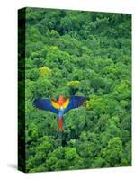 Scarlet Macaw Flying over Rainforest-Jim Zuckerman-Stretched Canvas