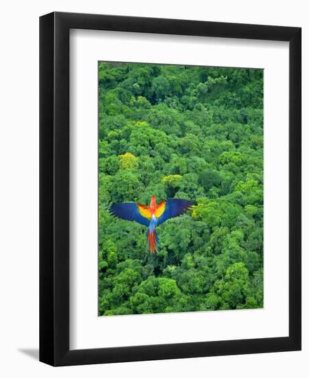 Scarlet Macaw Flying over Rainforest-Jim Zuckerman-Framed Premium Photographic Print