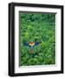 Scarlet Macaw Flying over Rainforest-Jim Zuckerman-Framed Premium Photographic Print