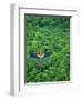 Scarlet Macaw Flying over Rainforest-Jim Zuckerman-Framed Premium Photographic Print