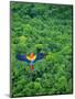 Scarlet Macaw Flying over Rainforest-Jim Zuckerman-Mounted Premium Photographic Print
