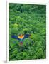 Scarlet Macaw Flying over Rainforest-Jim Zuckerman-Framed Photographic Print