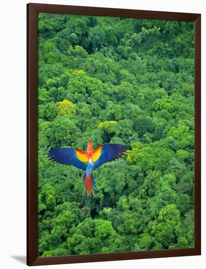 Scarlet Macaw Flying over Rainforest-Jim Zuckerman-Framed Photographic Print