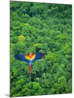 Scarlet Macaw Flying over Rainforest-Jim Zuckerman-Mounted Photographic Print