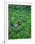 Scarlet Macaw Flying over Rainforest-Jim Zuckerman-Framed Photographic Print