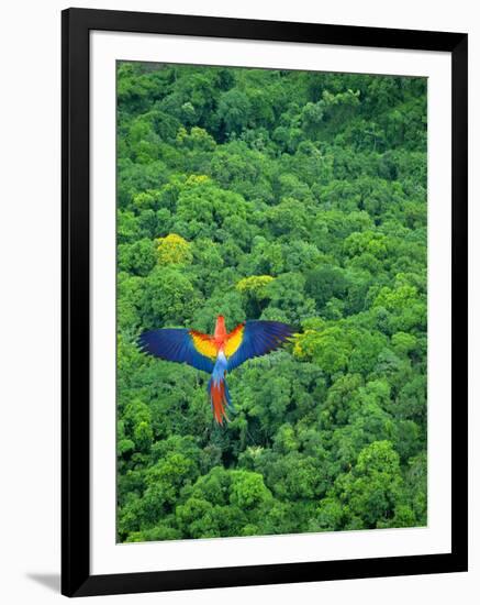 Scarlet Macaw Flying over Rainforest-Jim Zuckerman-Framed Photographic Print