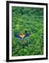 Scarlet Macaw Flying over Rainforest-Jim Zuckerman-Framed Photographic Print