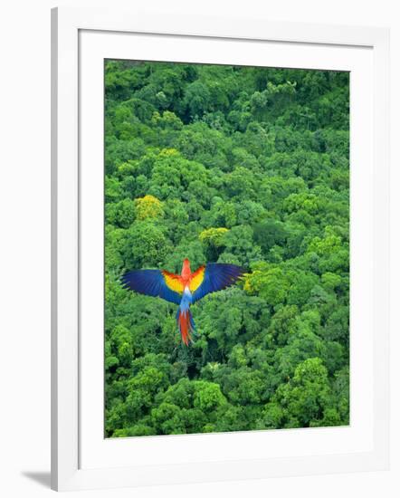 Scarlet Macaw Flying over Rainforest-Jim Zuckerman-Framed Photographic Print