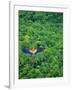 Scarlet Macaw Flying over Rainforest-Jim Zuckerman-Framed Photographic Print