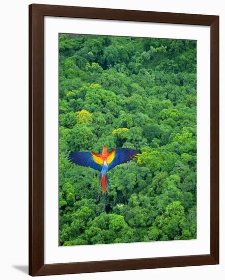 Scarlet Macaw Flying over Rainforest-Jim Zuckerman-Framed Photographic Print