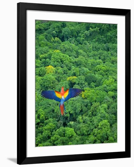 Scarlet Macaw Flying over Rainforest-Jim Zuckerman-Framed Photographic Print