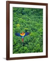 Scarlet Macaw Flying over Rainforest-Jim Zuckerman-Framed Photographic Print