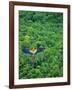 Scarlet Macaw Flying over Rainforest-Jim Zuckerman-Framed Photographic Print