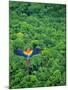 Scarlet Macaw Flying over Rainforest-Jim Zuckerman-Mounted Photographic Print