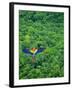 Scarlet Macaw Flying over Rainforest-Jim Zuckerman-Framed Photographic Print