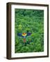 Scarlet Macaw Flying over Rainforest-Jim Zuckerman-Framed Photographic Print