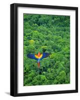 Scarlet Macaw Flying over Rainforest-Jim Zuckerman-Framed Photographic Print