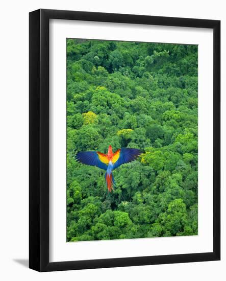 Scarlet Macaw Flying over Rainforest-Jim Zuckerman-Framed Photographic Print