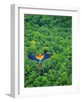 Scarlet Macaw Flying over Rainforest-Jim Zuckerman-Framed Photographic Print