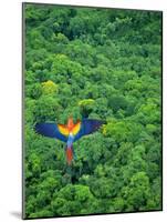 Scarlet Macaw Flying over Rainforest-Jim Zuckerman-Mounted Photographic Print