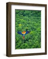 Scarlet Macaw Flying over Rainforest-Jim Zuckerman-Framed Photographic Print