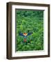 Scarlet Macaw Flying over Rainforest-Jim Zuckerman-Framed Photographic Print