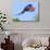 Scarlet Macaw in Flight. Costa Rica. Central America-Tom Norring-Photographic Print displayed on a wall