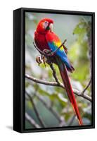 Scarlet Macaw on a Branch-Howard Ruby-Framed Stretched Canvas