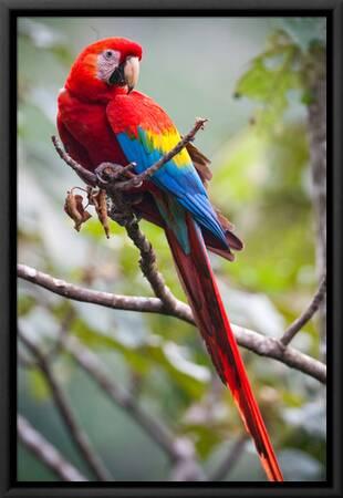 71 Gambar Sketsa Burung Kakak Tua Berwarna Gratis