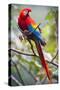 Scarlet Macaw on a Branch-Howard Ruby-Stretched Canvas