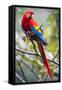 Scarlet Macaw on a Branch-Howard Ruby-Framed Stretched Canvas