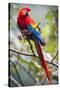 Scarlet Macaw on a Branch-Howard Ruby-Stretched Canvas