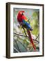 Scarlet Macaw on a Branch-Howard Ruby-Framed Premium Photographic Print