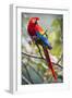 Scarlet Macaw on a Branch-Howard Ruby-Framed Premium Photographic Print