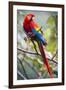 Scarlet Macaw on a Branch-Howard Ruby-Framed Premium Photographic Print