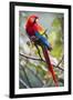 Scarlet Macaw on a Branch-Howard Ruby-Framed Premium Photographic Print