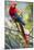 Scarlet Macaw on a Branch-Howard Ruby-Mounted Premium Photographic Print