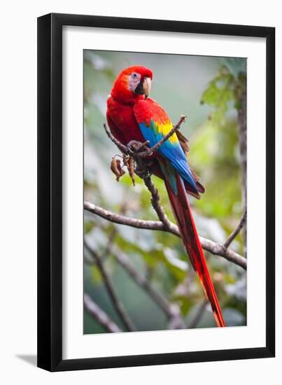 Scarlet Macaw on a Branch-Howard Ruby-Framed Photographic Print